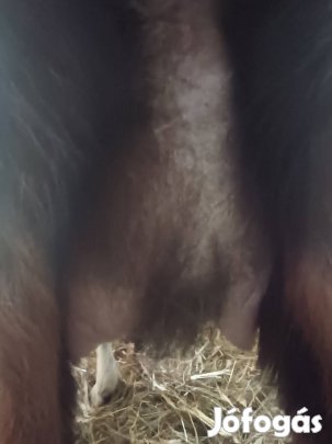 eladó fejős anya kecske