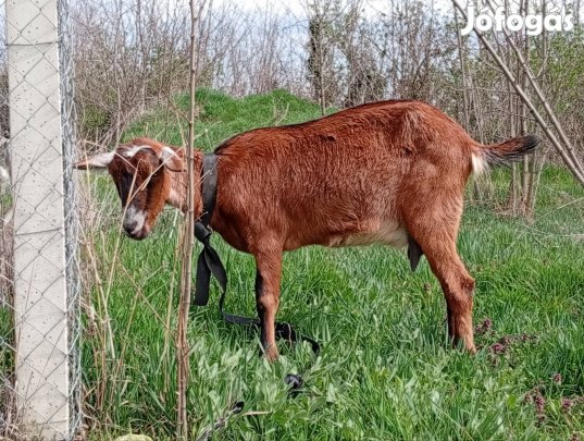 eladó fejős kecske 