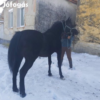 eladó fekete herélt