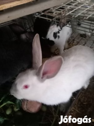 eladó fiatal nyulak vágni vagy tovább tartani