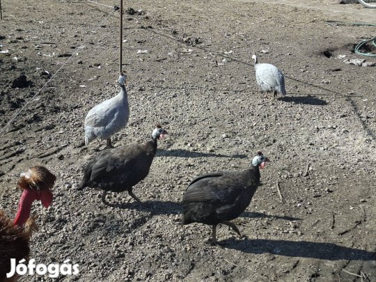 eladó gyöngyi kakasok
