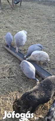 eladó gyöngytyukok