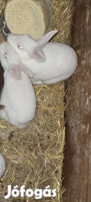 eladó gyönyörű szép 3 hónapos törpe nyuszik vegyes ivarúak
