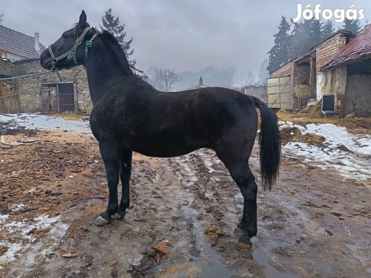 eladó herélt ló