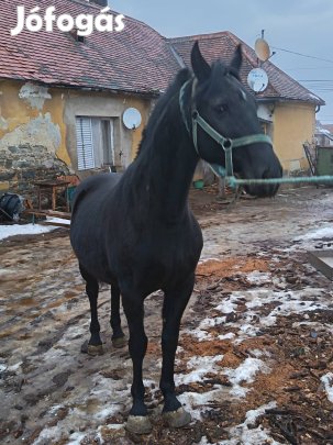 eladó herélt ló