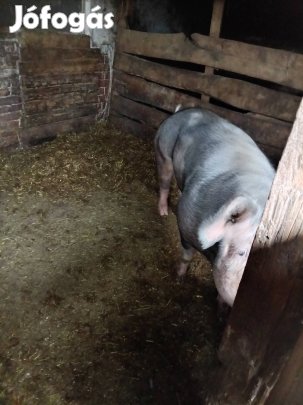 eladó hizó 250 kg