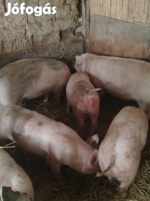 eladó hízo Hajdú-Bihar