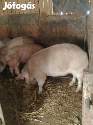 eladó hízo Hajdú-Bihar megye