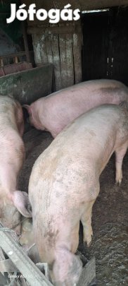 eladó hizó hizók sertés 