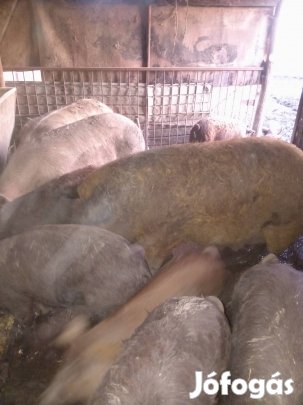eladó hízó szabad tartásból. 