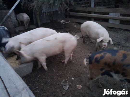 eladó hízók Verpeléten 