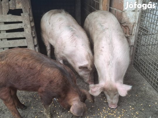 eladó hízók-süldő