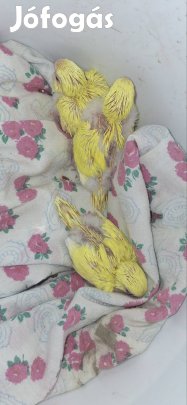 eladó hullámos papagájok tovább nevelésre 