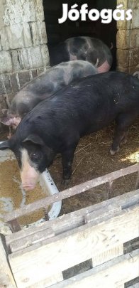 elado hungahibb 39es kan