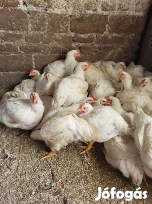 eladó hús hibrid csirkék