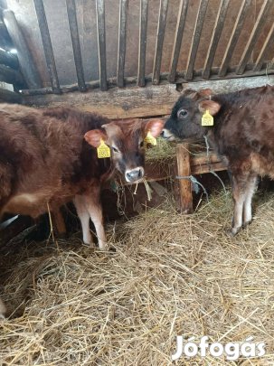 eladó húshasznú bikák 