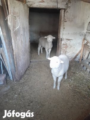 elado húsvéti bárány 
