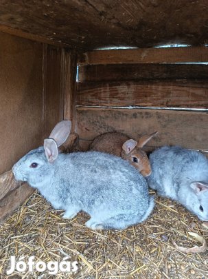 eladó húsvéti nyuszi (húsvétra való kis nyuszik eladók)