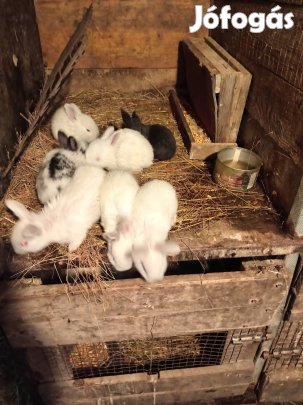 eladó húsvéti nyuszik