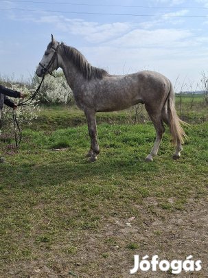 eladó igor 4 eves herélt