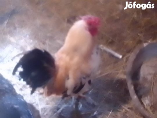 eladó japán kakasok!! 