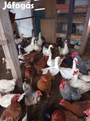 eladó kacsák