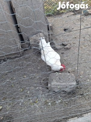 eladó kakas! 