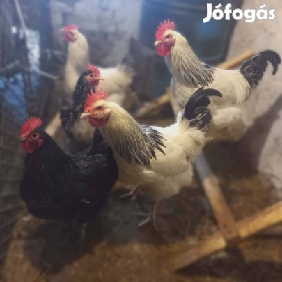 eladó kakasok.