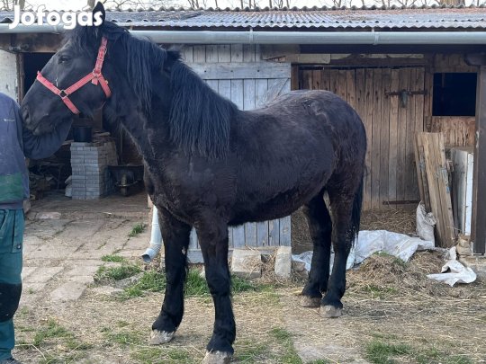 eladó kanca csikó