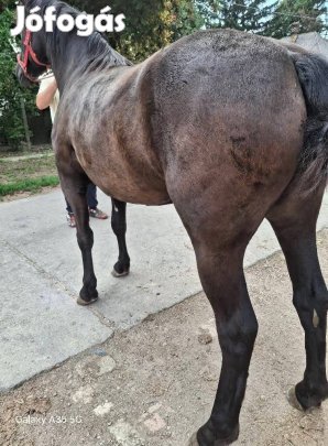 eladó kanca csikó 