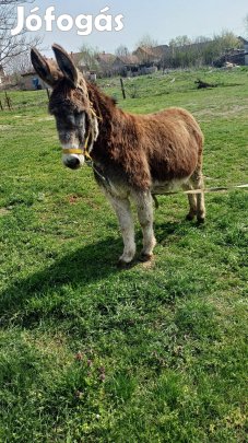 eladó kanca szamár 