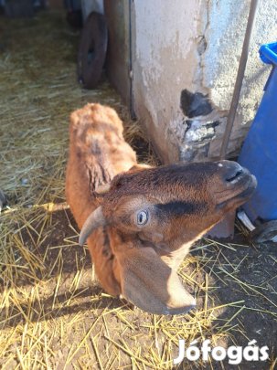 eladó kecske