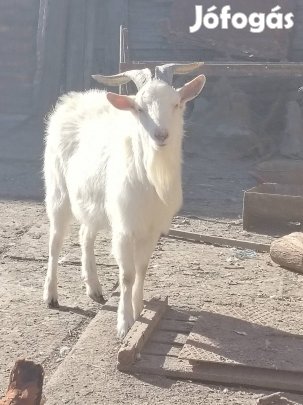 eladó kecske bak