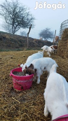 eladó kecskegidák 