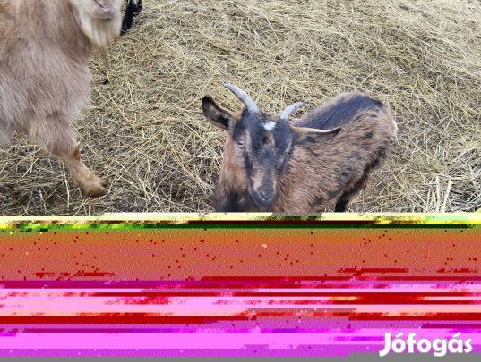 eladó kecskék 