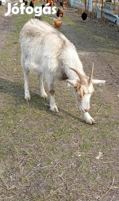 eladó kecskék 
