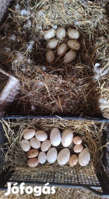 eladó keltetni való tojások liba és kacsa 