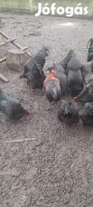 eladó keverék australorp kakasok 