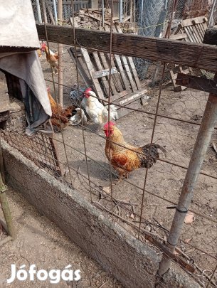 eladó keverék kakasok