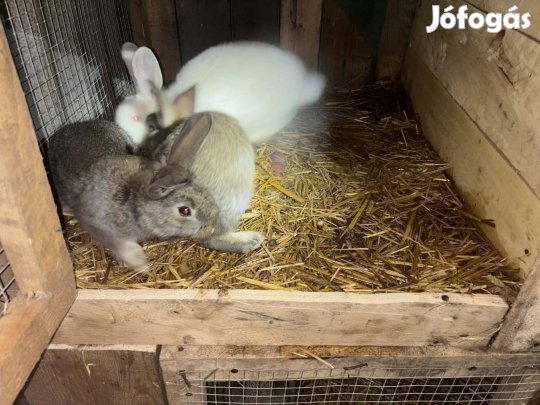 eladó kis nyulak
