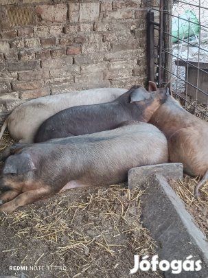 eladó kis súlyú hizok 