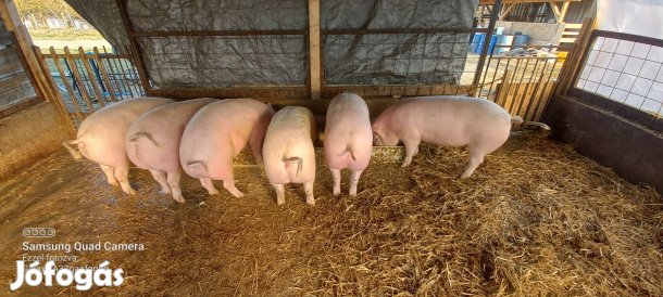 eladó kissúlyú hízók