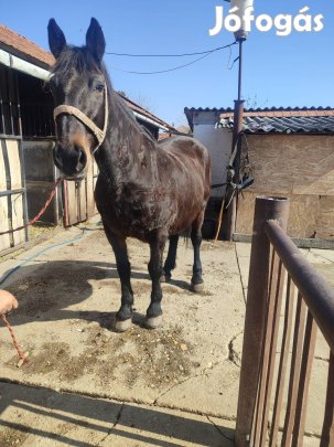 eladó kocsis kanca ló 