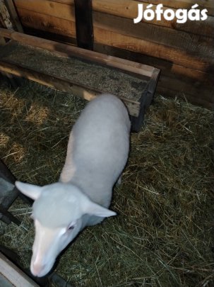 eladó kos bárány