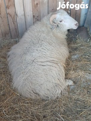 eladó kos birka 70 kilos