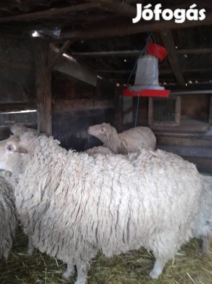 elado kos és 4anya birka