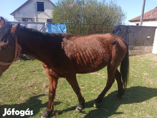 elado kp ban akcios áron 12 éves kocsis kanca lo