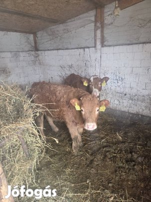 elado limuzin bikák