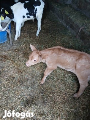 elado limuzin uszoborju