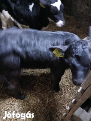 elado limuzin uszoborju